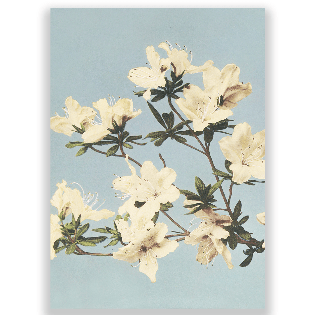 Neutral flowers
