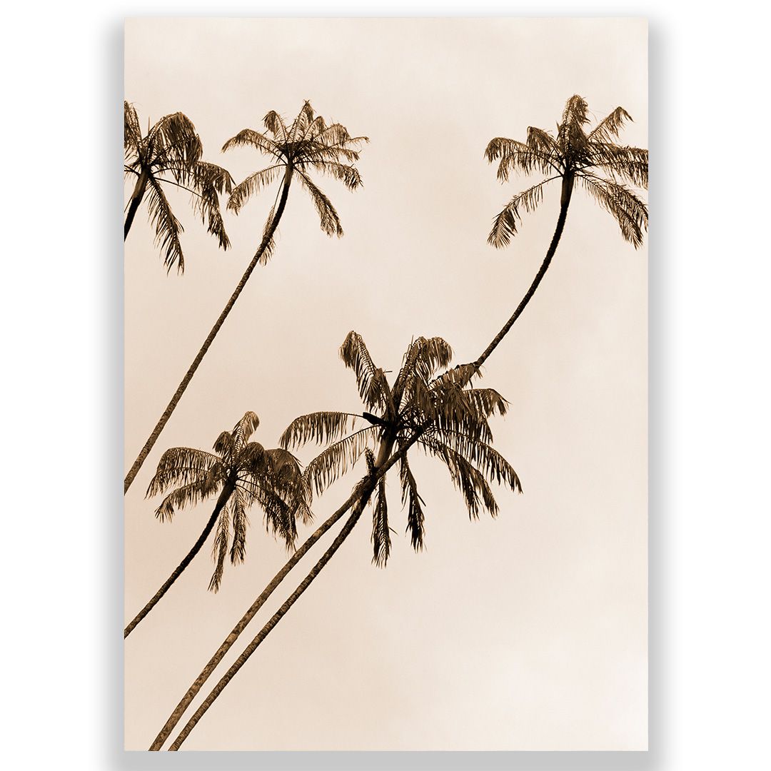 Palms